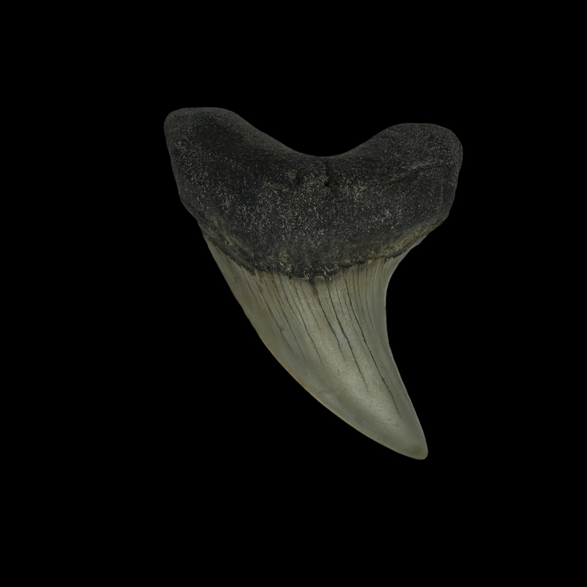 Paratodus Benedini Tooth Fossil 2.14"