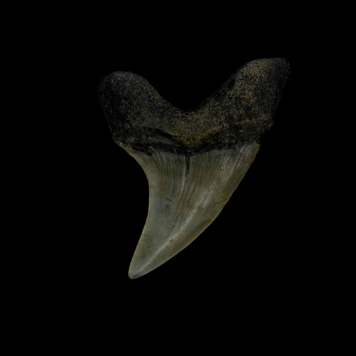 Paratodus Benedini Tooth Fossil 2.14" - Image 2