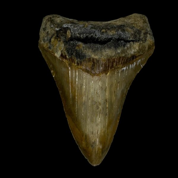 3.72" Serrated Megalodon Tooth Fossil