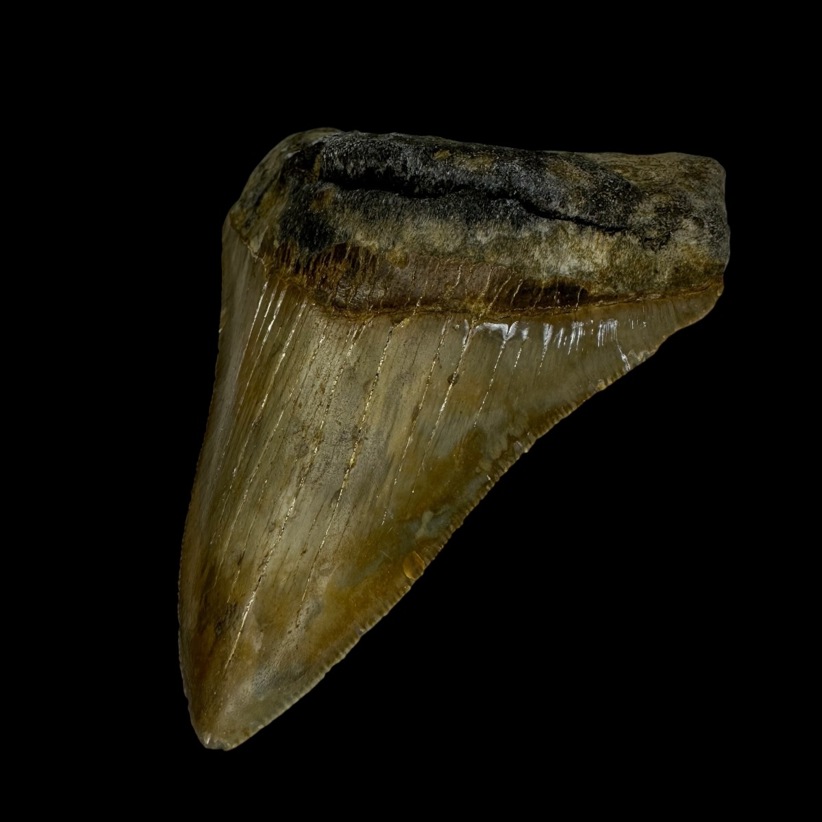 3.72" Serrated Megalodon Tooth Fossil - Image 3