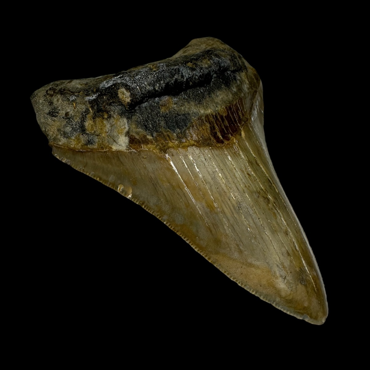 3.72" Serrated Megalodon Tooth Fossil - Image 4
