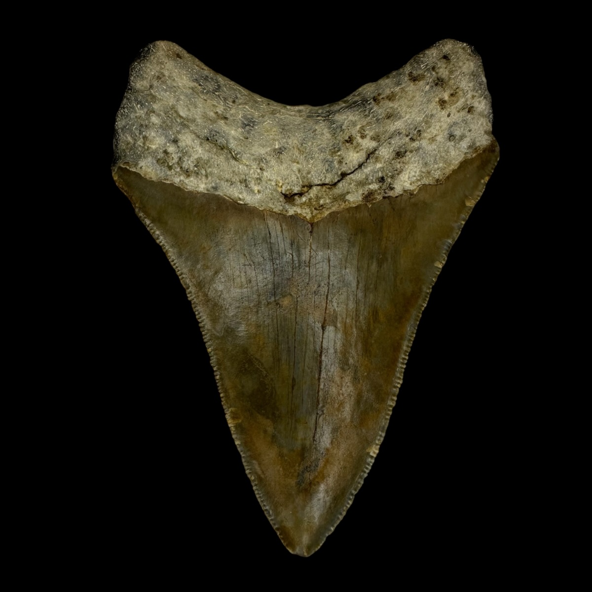 3.72" Serrated Megalodon Tooth Fossil - Image 2