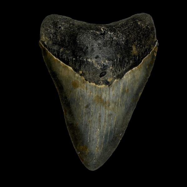 3.61" Megalodon Tooth Fossil