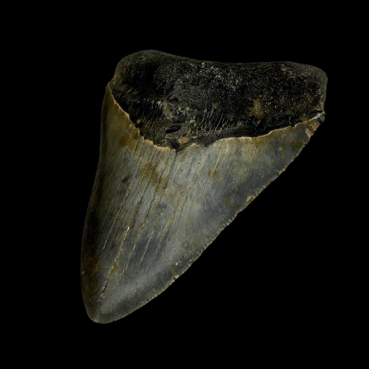 3.61" Megalodon Tooth Fossil - Image 3