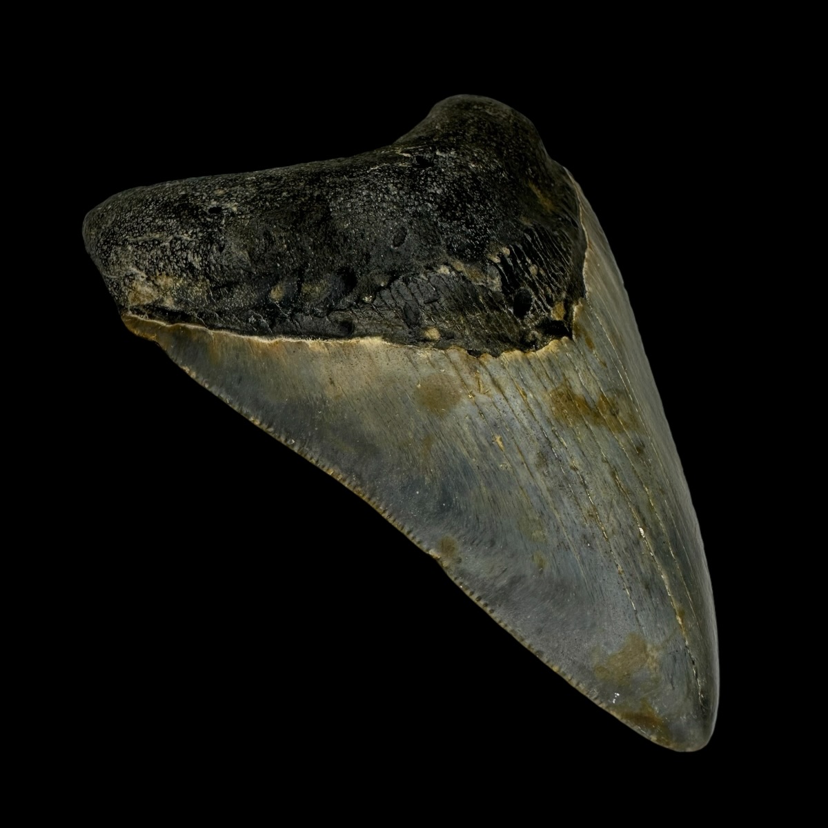 3.61" Megalodon Tooth Fossil - Image 4