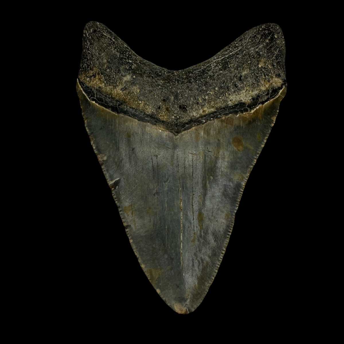3.61" Megalodon Tooth Fossil - Image 2