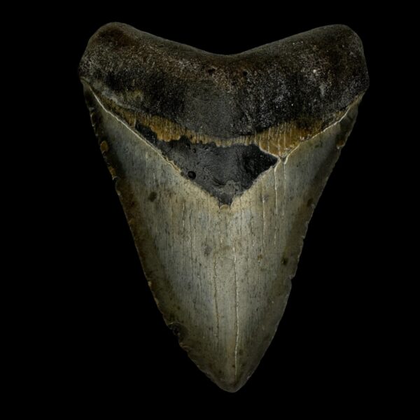 4.15" Megalodon Tooth Fossil