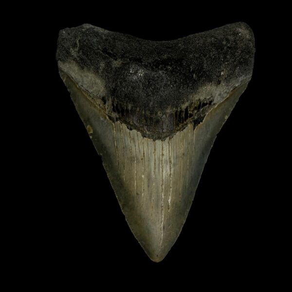 3.81" Megalodon Tooth Fossil