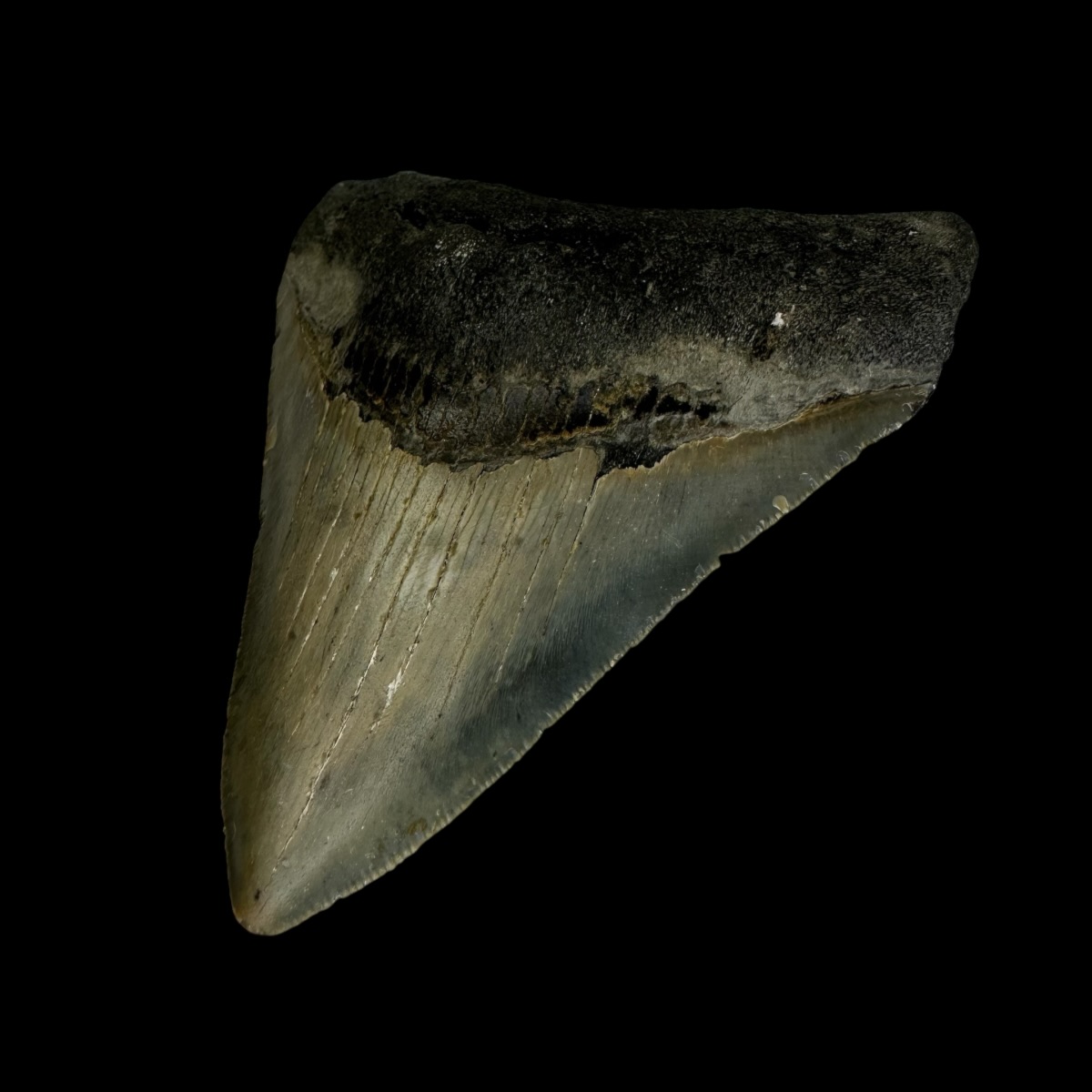 3.81" Megalodon Tooth Fossil - Image 3
