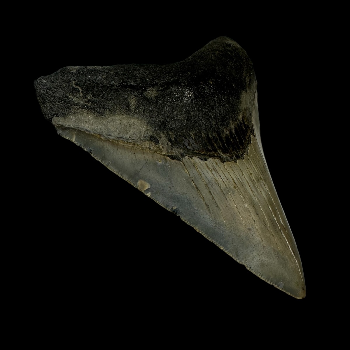 3.81" Megalodon Tooth Fossil - Image 4