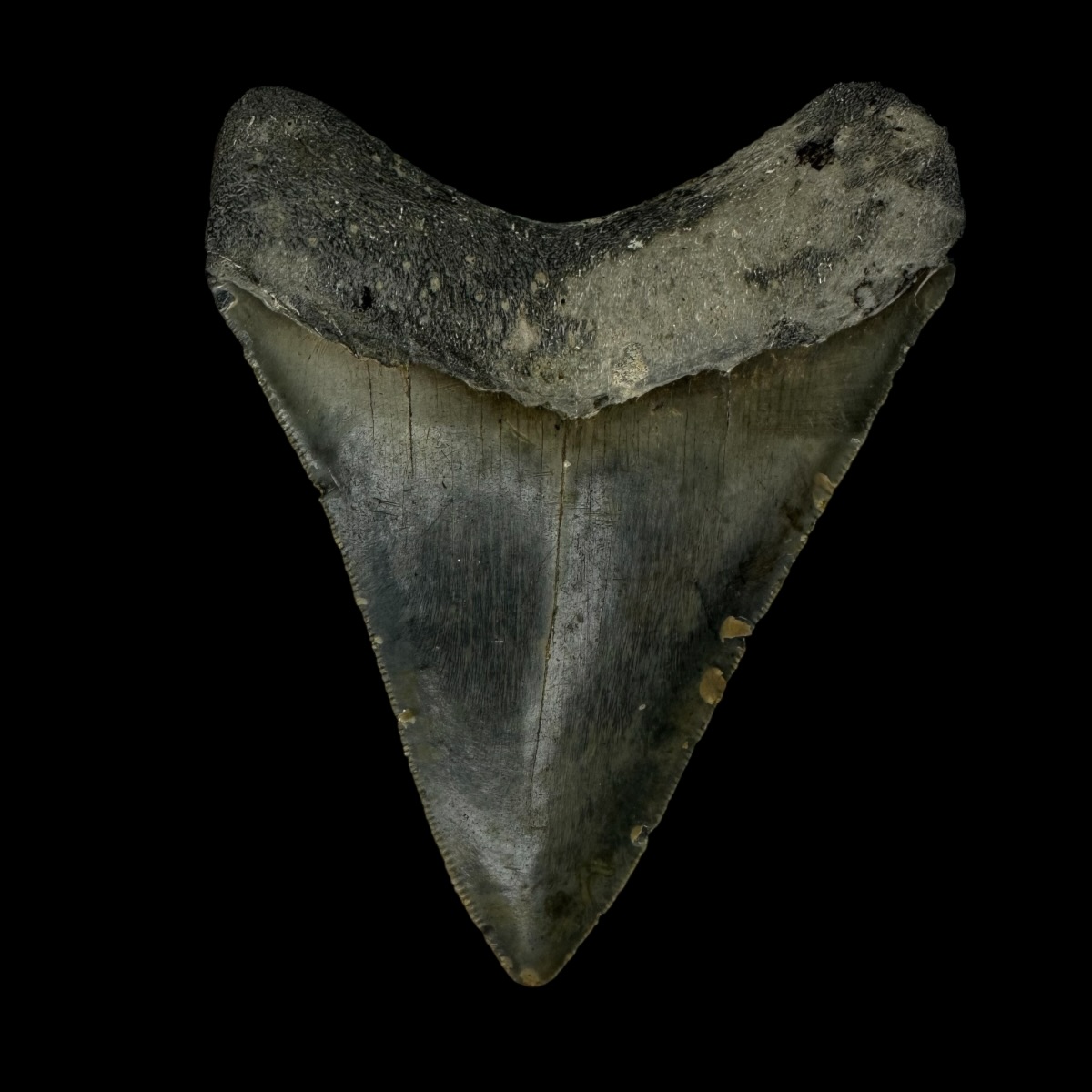 3.81" Megalodon Tooth Fossil - Image 2