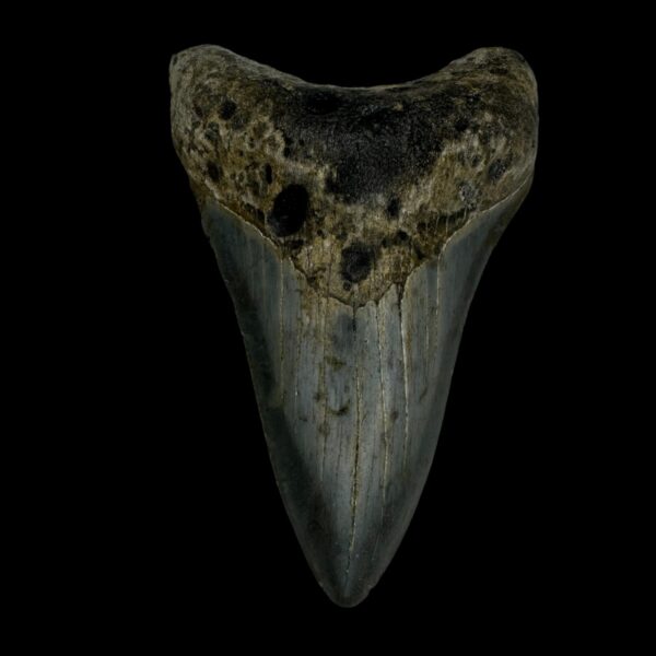 3.64" Megalodon Tooth Fossil