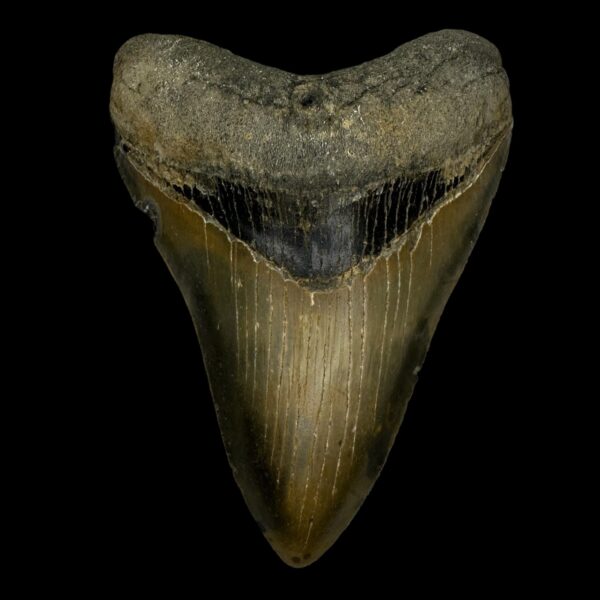 4.55" Serrated Megalodon Tooth Fossil
