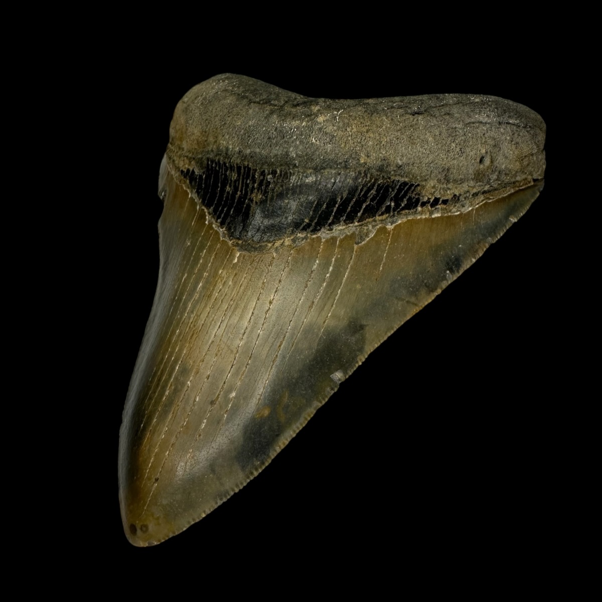 4.55" Serrated Megalodon Tooth Fossil - Image 3