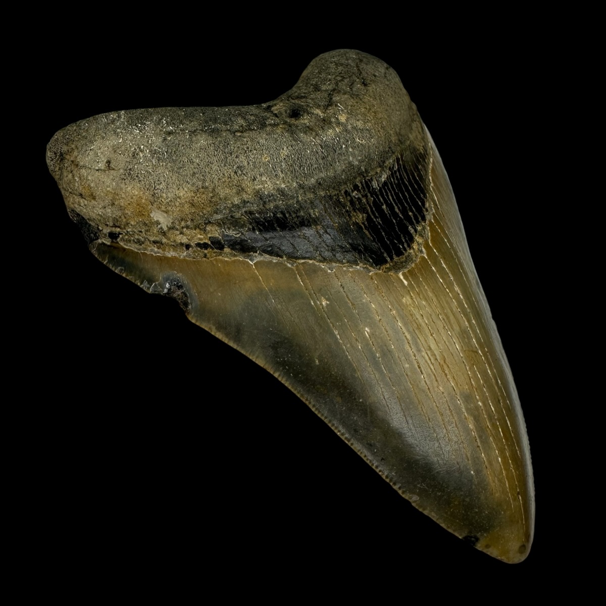 4.55" Serrated Megalodon Tooth Fossil - Image 4