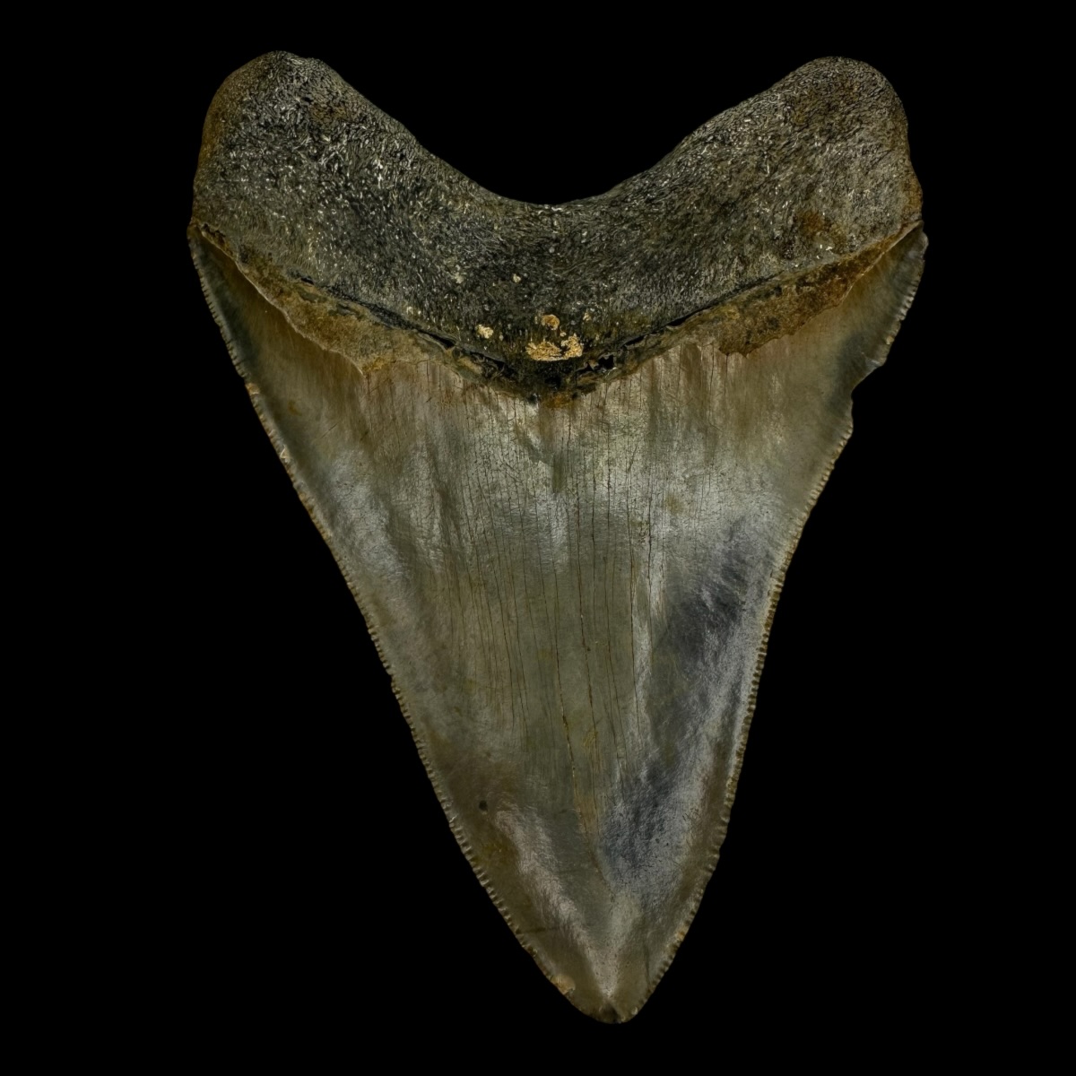 4.55" Serrated Megalodon Tooth Fossil - Image 2