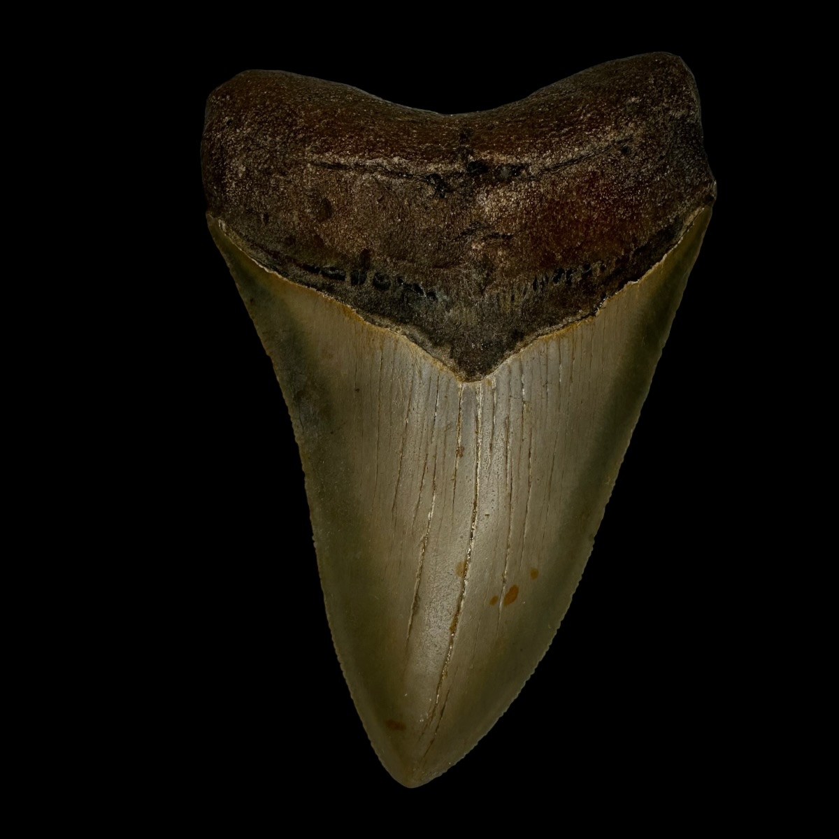 3.99" Megalodon Tooth Fossil