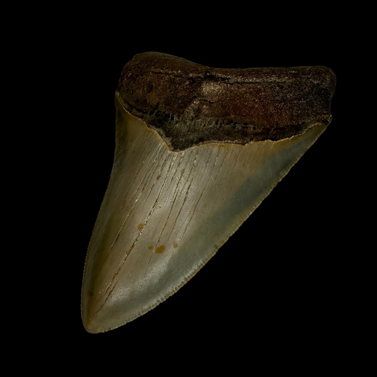 3.99" Megalodon Tooth Fossil - Image 3