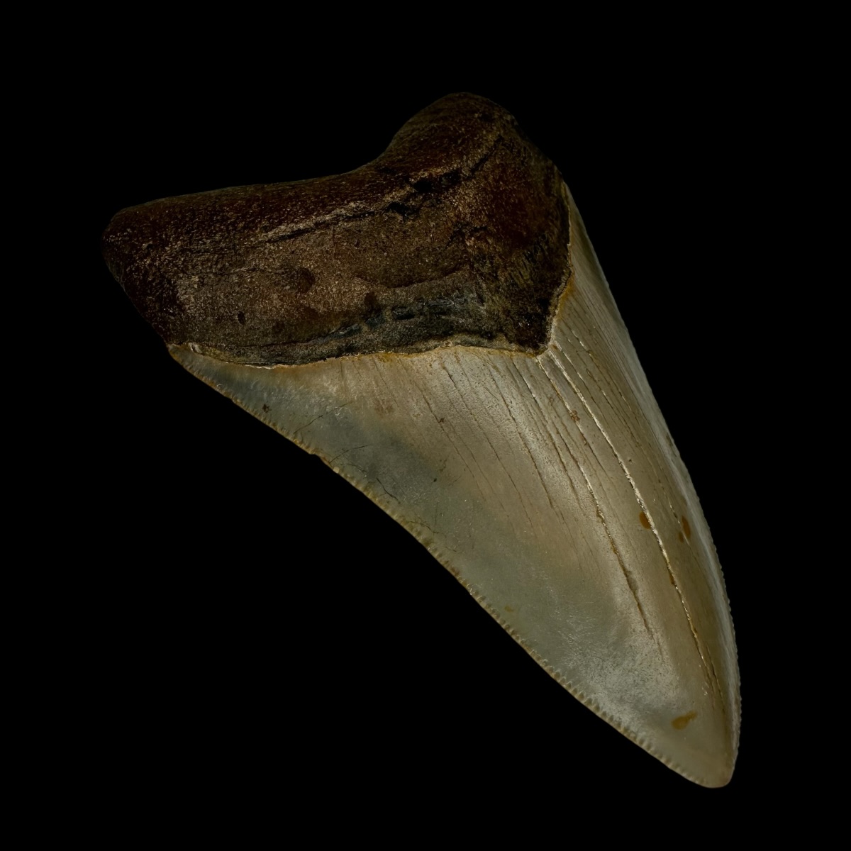 3.99" Megalodon Tooth Fossil - Image 4