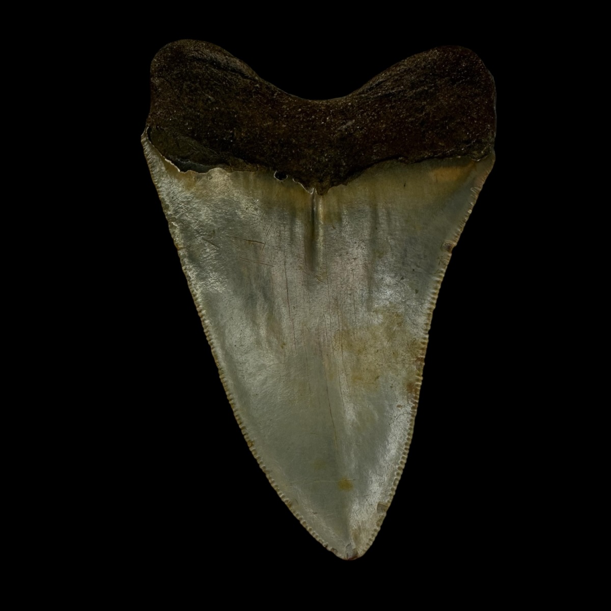 3.99" Megalodon Tooth Fossil - Image 2