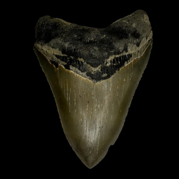 3.91" Serrated Megalodon Tooth Fossil