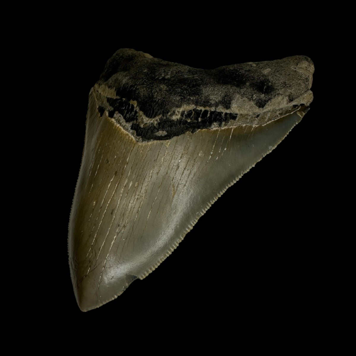 3.91" Serrated Megalodon Tooth Fossil - Image 3