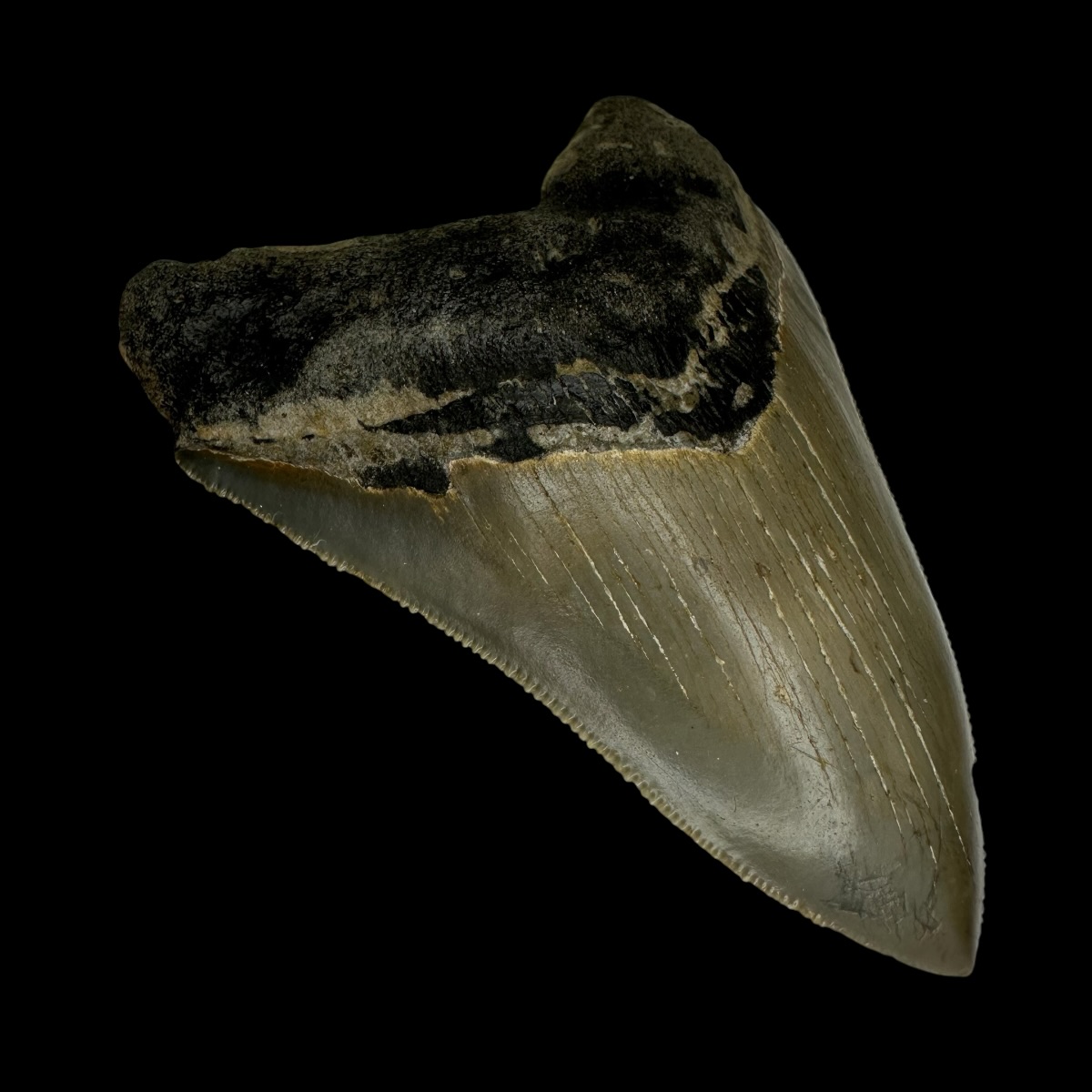 3.91" Serrated Megalodon Tooth Fossil - Image 4