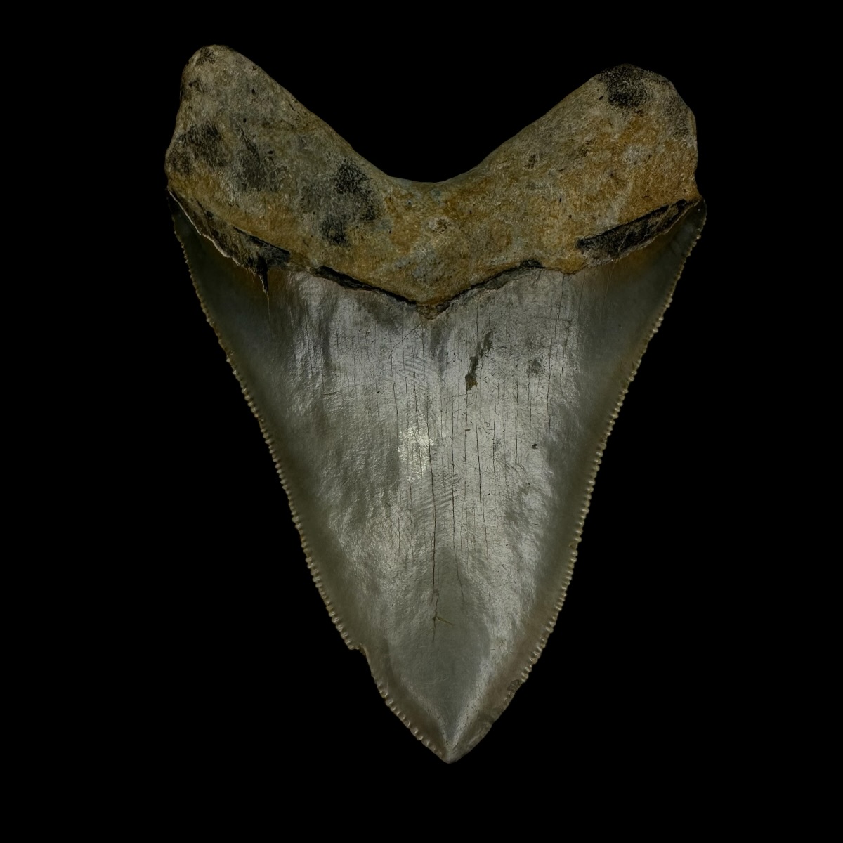 3.91" Serrated Megalodon Tooth Fossil - Image 2