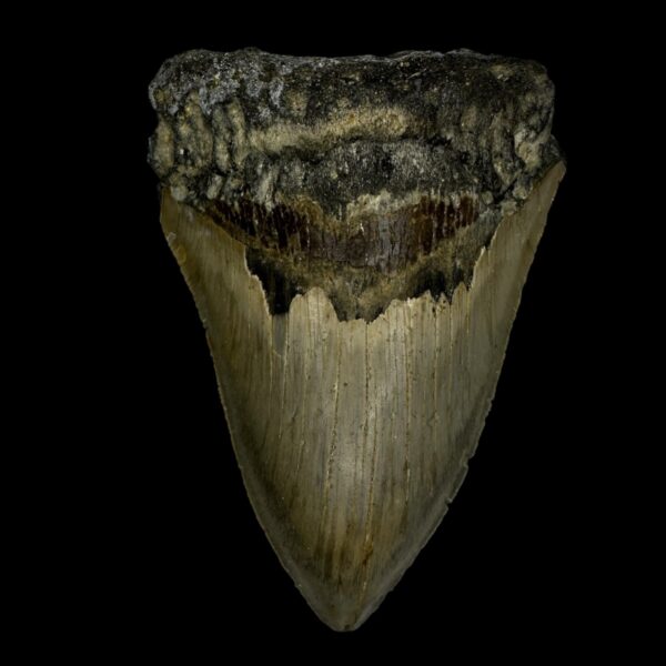 4.36" Megalodon Tooth Fossil