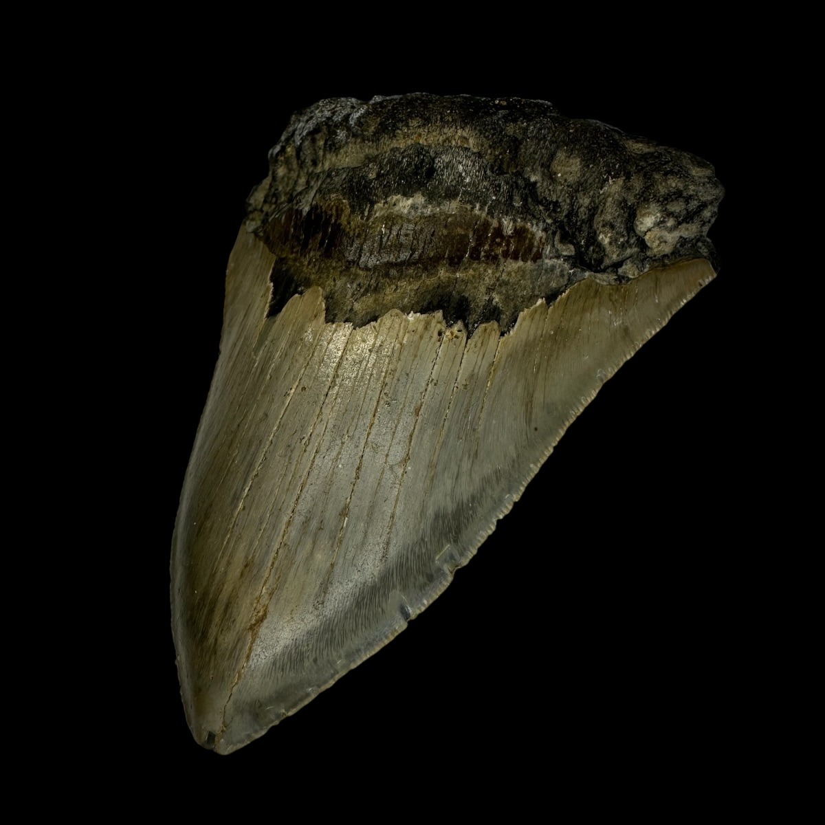 4.36" Megalodon Tooth Fossil - Image 3