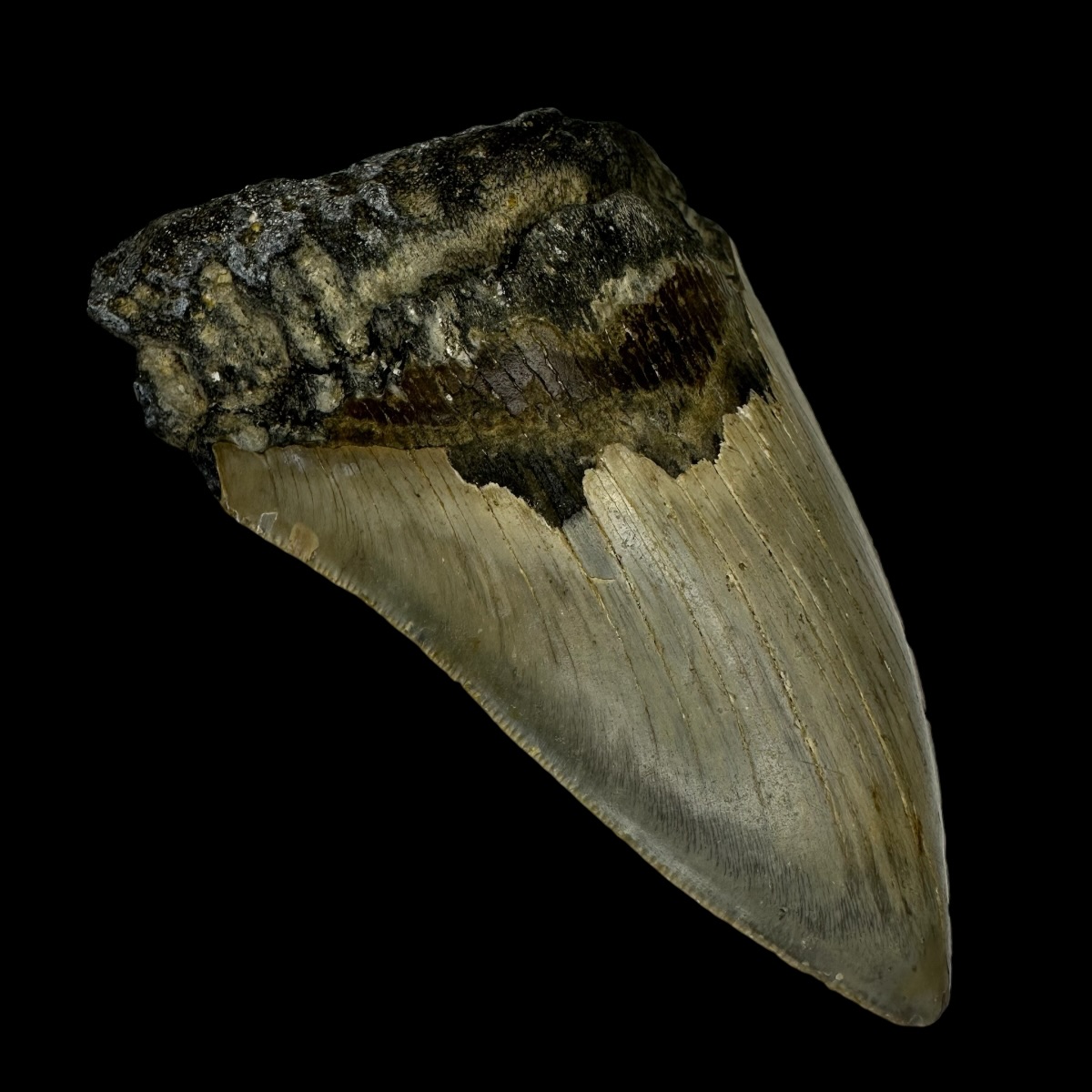 4.36" Megalodon Tooth Fossil - Image 4