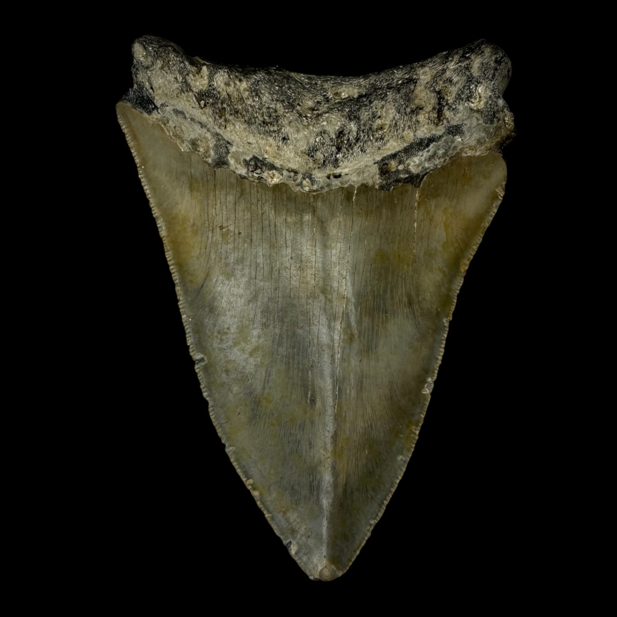 4.36" Megalodon Tooth Fossil - Image 2