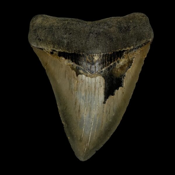 4.53" Megalodon Tooth Fossil