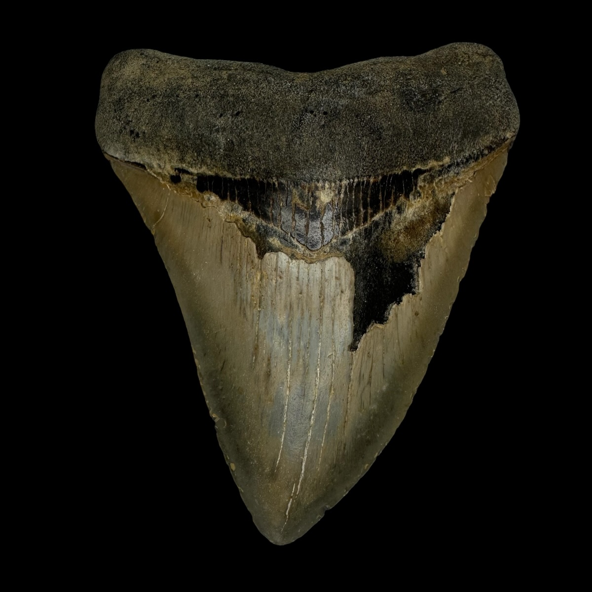 4.53" Megalodon Tooth Fossil