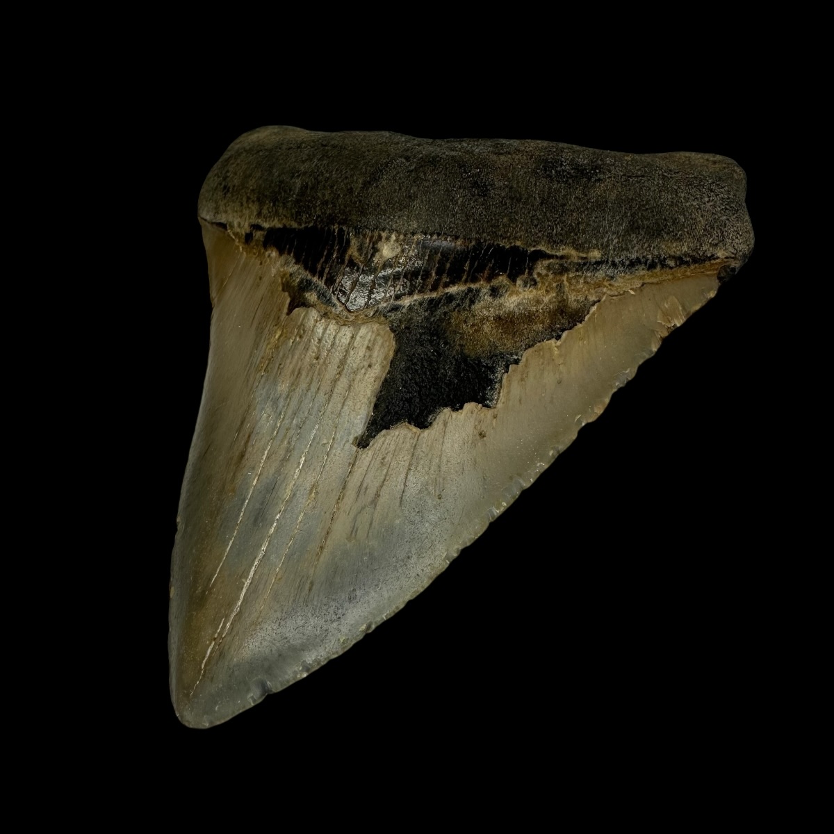 4.53" Megalodon Tooth Fossil - Image 3