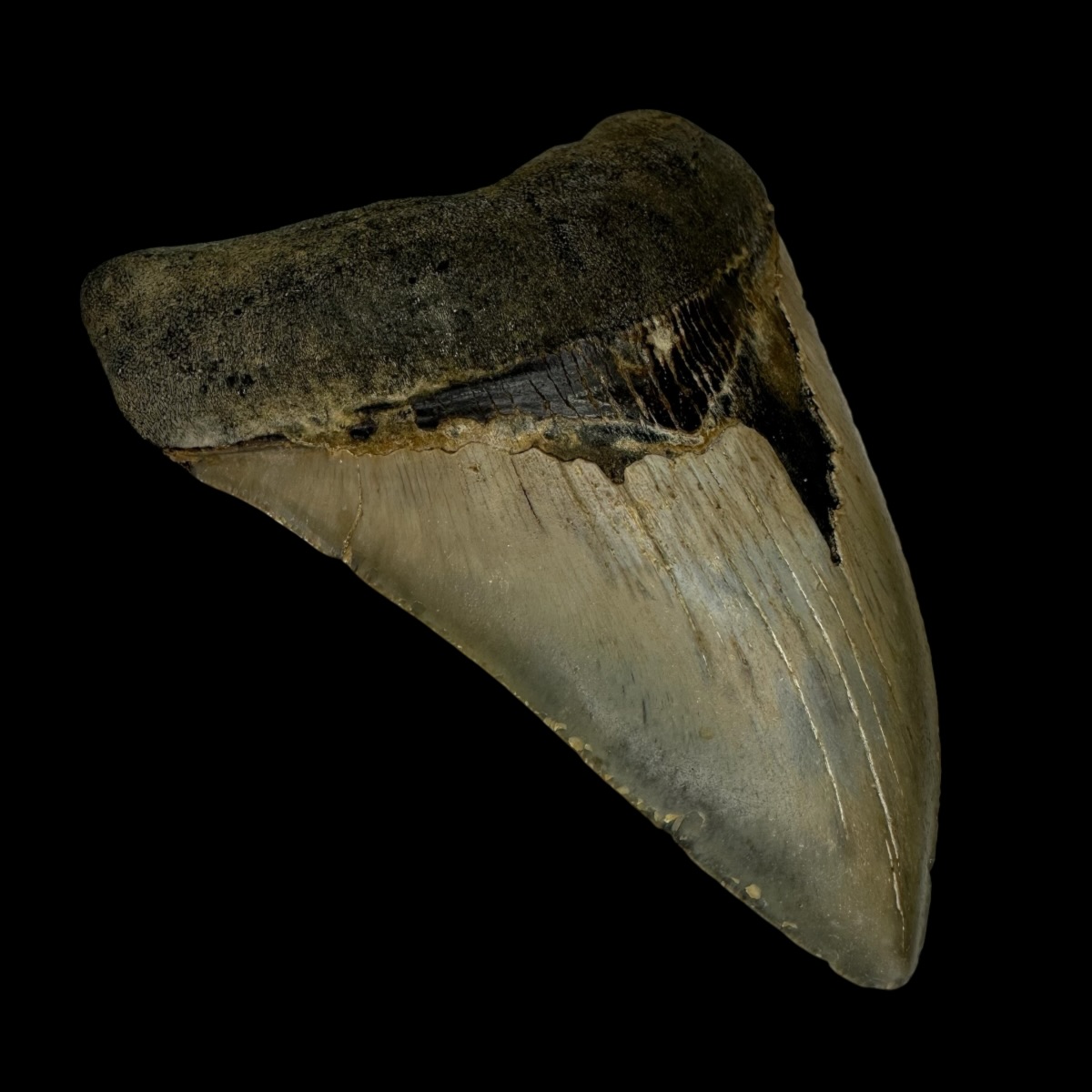 4.53" Megalodon Tooth Fossil - Image 4