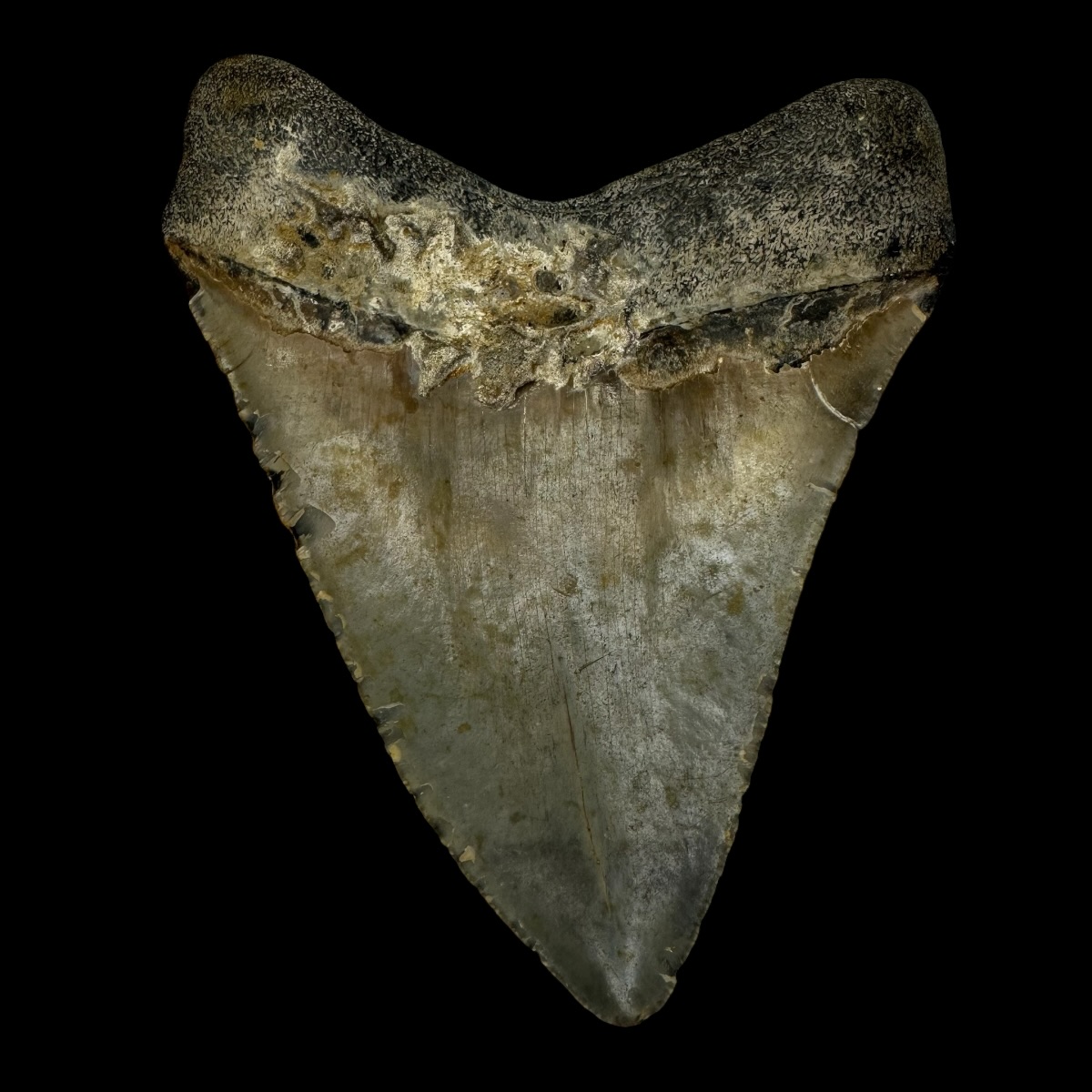 4.53" Megalodon Tooth Fossil - Image 2
