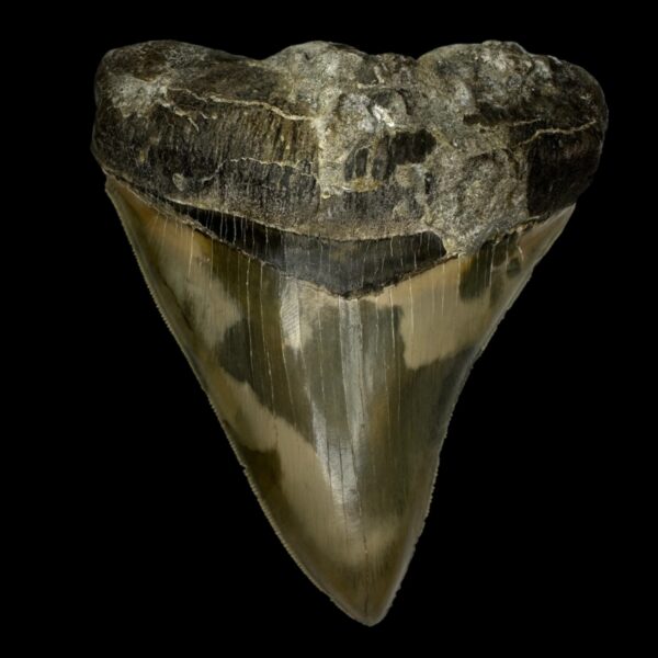 5.05" Serrated Megalodon Tooth Fossil