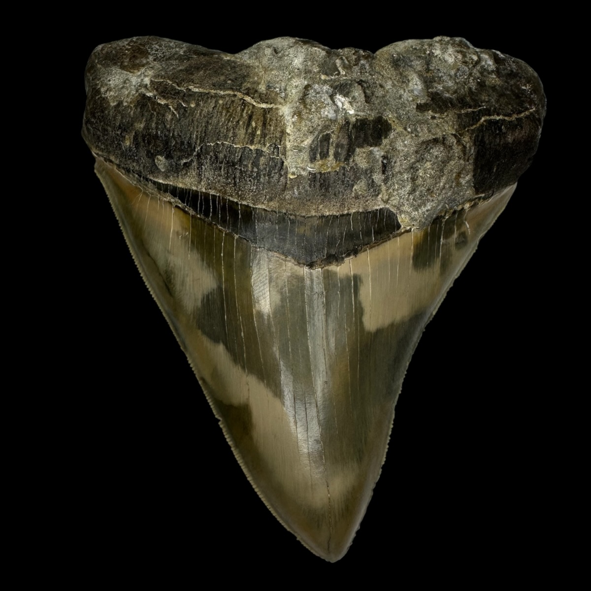 5.05" Serrated Megalodon Tooth Fossil