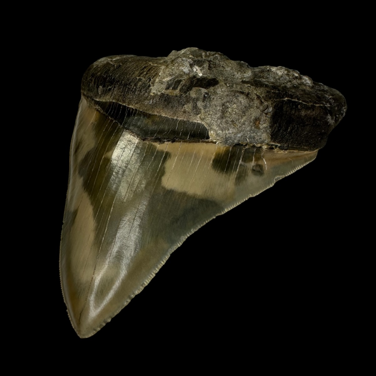5.05" Serrated Megalodon Tooth Fossil - Image 3