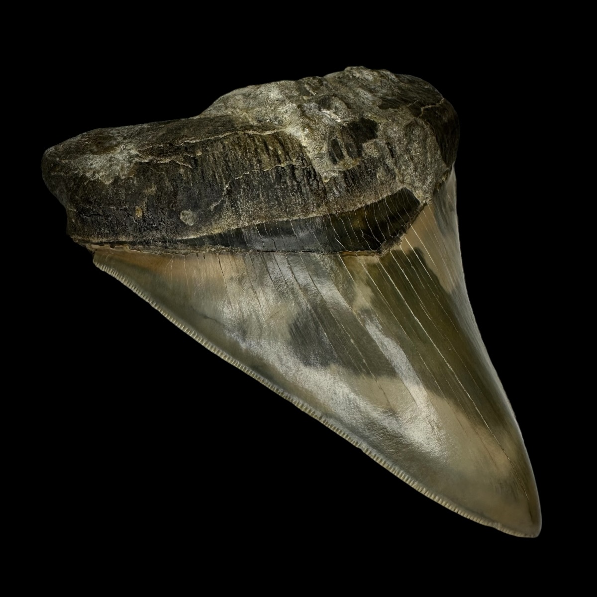 5.05" Serrated Megalodon Tooth Fossil - Image 4
