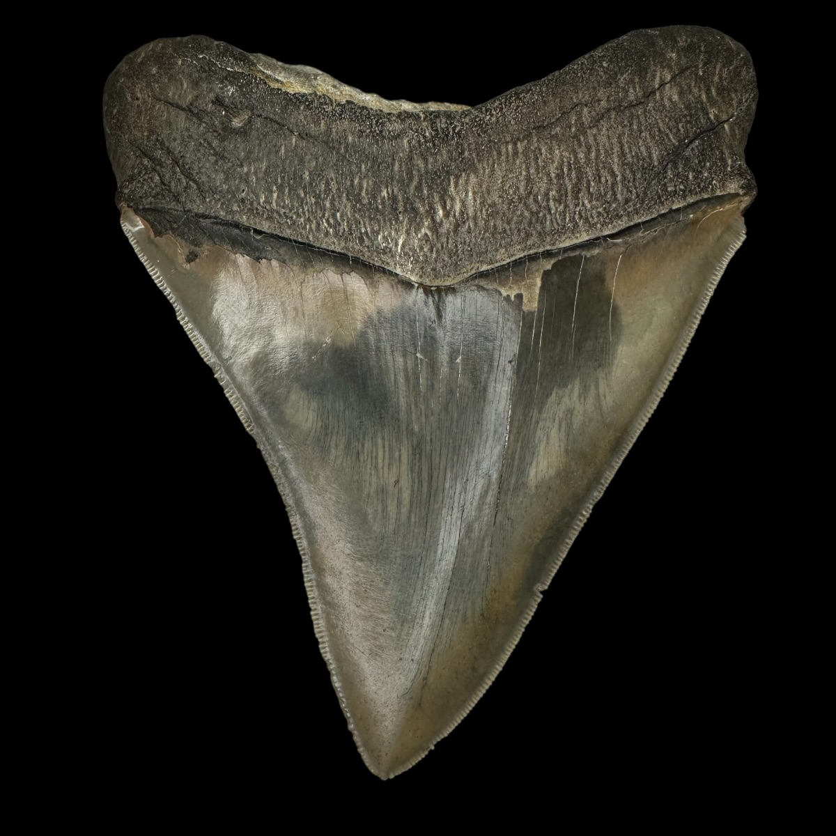 5.05" Serrated Megalodon Tooth Fossil - Image 2
