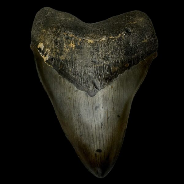 6.14" Megalodon Tooth Fossil