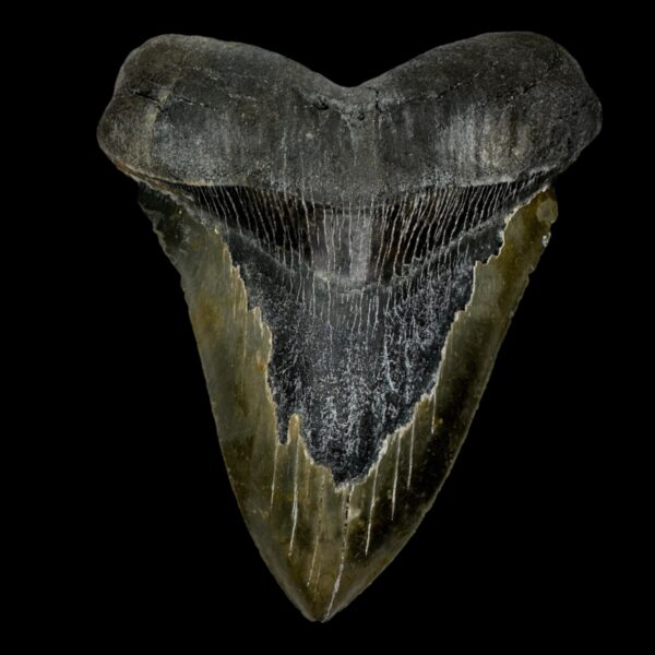 6.07" Megalodon Tooth Fossil