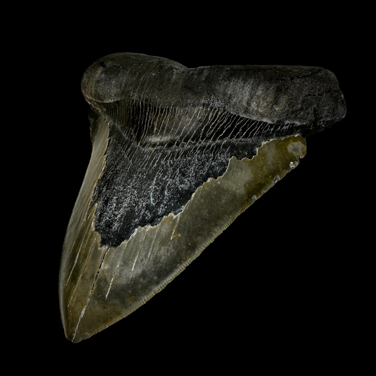 6.07" Megalodon Tooth Fossil - Image 3