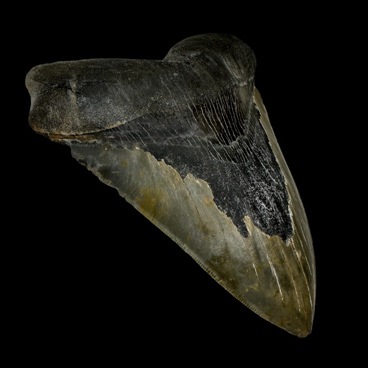 6.07" Megalodon Tooth Fossil - Image 4