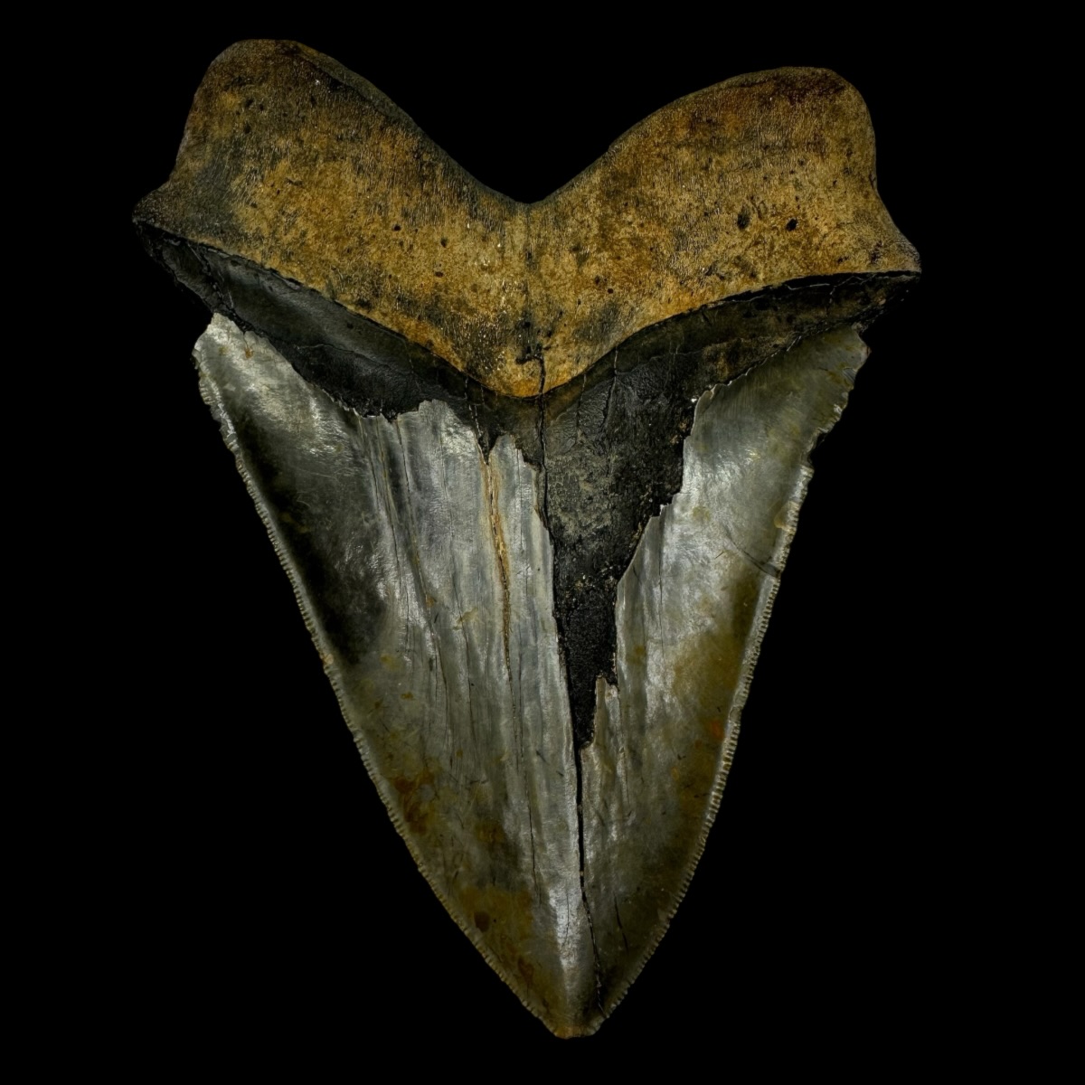 6.07" Megalodon Tooth Fossil - Image 2
