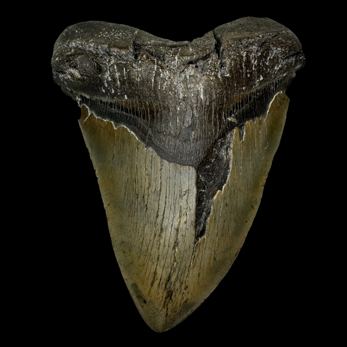 6.47" Megalodon Tooth Fossil