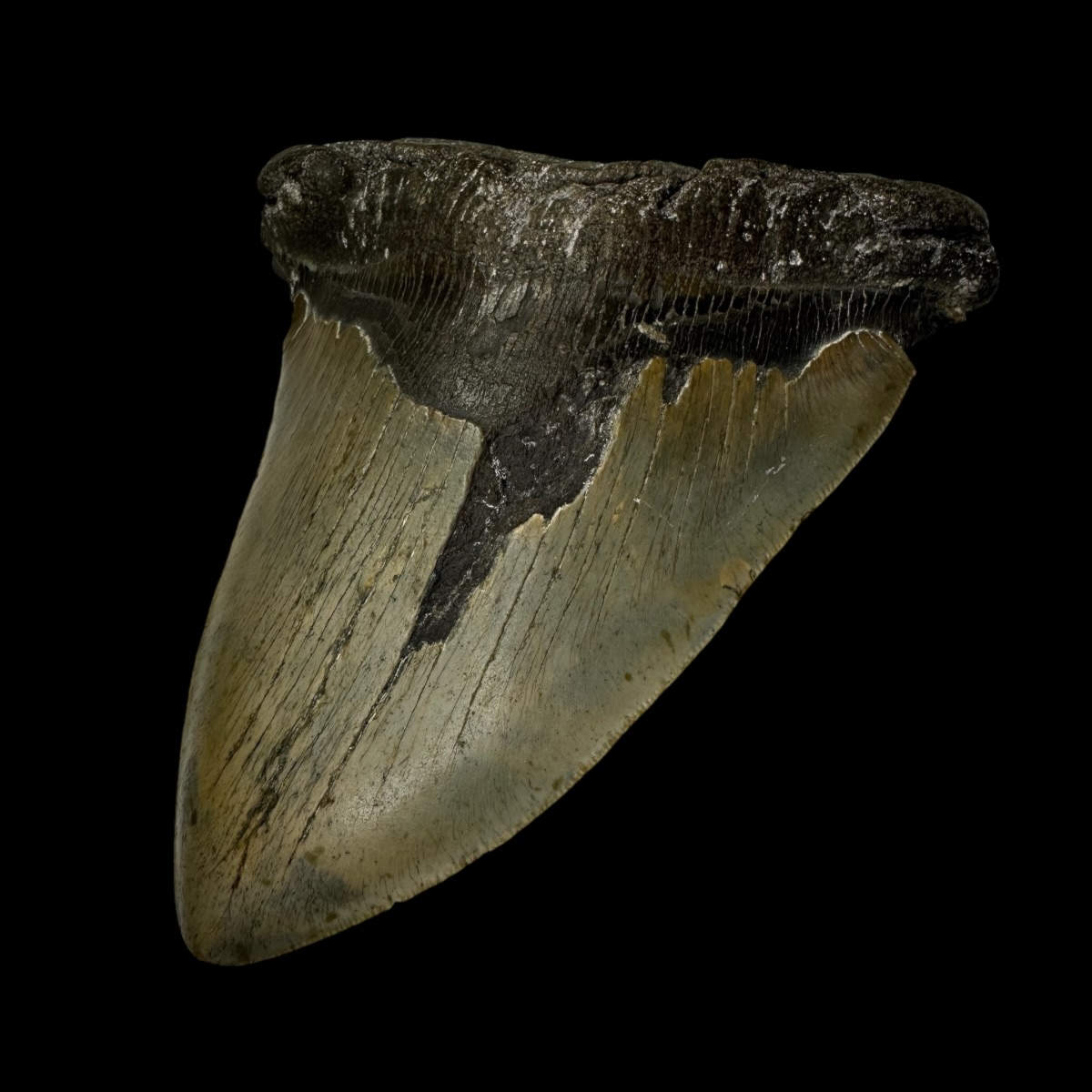 6.47" Megalodon Tooth Fossil - Image 3