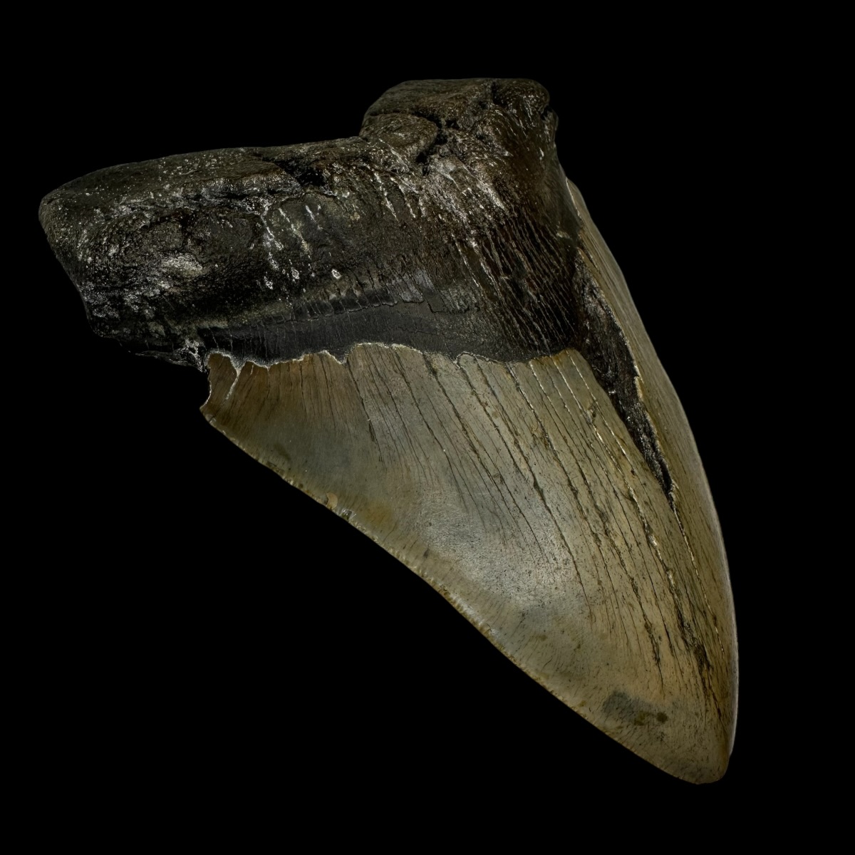 6.47" Megalodon Tooth Fossil - Image 4